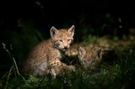 Wilde Tierkinder – Spielende Luchskinder werden im Familienverbund großgezogen, dort wird dann das Leben der Erwachsenen geprobt.