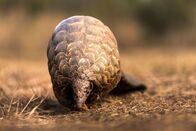 Terra Mater – In der Wildnis sind Steppenschuppentiere ständig auf der Suche nach Ameisen oder Termiten.