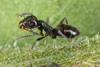 Quarks – Tapinoma melanocephalum, commonly known as the ghost ant, is a species of small, dark-colored ant that is found in tropical and subtropical regions around the world