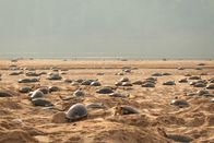 Ein perfekter Planet – Die Weibchen der Arrauschildkröte erklimmen einmal im Jahr die Sandbänke des Amazonas, um ihre Eier zu legen. In der Vergangenheit funktionierte ihr Timing perfekt und die Jungen schlüpften, bevor die Regenzeit die Nester überschwemmte. Durch die Veränderung des weltweiten Klimas beginnt es jedoch immer früher zu regnen und viele Jungtiere ertrinken jedes Jahr in ihren Sandhöhlen.