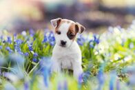 Crazy Clips – puppy