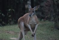 Zoogeflüster – Brie the kangaroo before her exam with Dr. Katie Seeley.