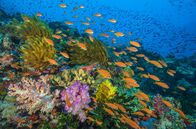 Der blaue Planet – Ein lebhaftes Korallenriff in Fidschi. Tropische Riffe gehören zu den belebtesten Orten im Ozean. Fische, wie diese "Sea Goldies", verbringen ihre Tage im Freien und suchen das Wasser über Korallenriffen.