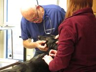 Der unglaubliche Dr. Pol – Weidman, MI - Dr. Pol sieht sich Djangos gerissenes Augenlid vor der Operation genauer an. (National Geographic/Justin Jones)