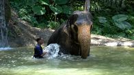 Phuket & Co. - Thailands sonnige Inselwelten – Eine Auffangstation auf der Insel Phuket, kümmert sich um verletzte und misshandelte Elefanten.