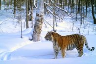 GEO Reportage – Der Amur-Tiger ist die größte – und die gefährdetste – Großkatze der Welt.