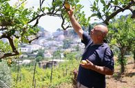Zu Tisch ... – Franco Garofalo in seinem Gemüsegarten – Zitronen wachsen ganzjährig auf Capri.