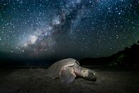 Am Strand der Jaguare – Oliv-Bastardschildkröten legen ihre Eier oft nachts am Strand ab – aber auch Jaguare sind nachtaktiv...