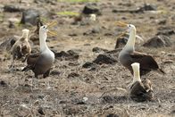 Der Humboldt-Strom – Mit einem aufwendigen Balztanz suchen Albatrosse einen Partner fürs Leben.