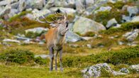 Die Alpen – Im Spätsommer beginnt die Brunft der Rothirsche