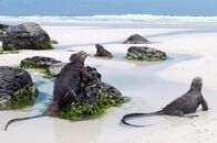 Galapagos – Do, 30.05., 03:45 Uhr