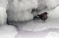 Yellowstone - Park der Extreme – Die Wasseramsel ist hervorragend an das Leben in der Kälte angepasst. Sie ernährt sich von kleinen Insekten, die sie am Flussboden findet.