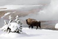 Yellowstone – Bison
