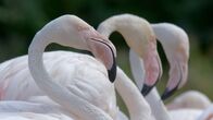 Die Sprache der Tiere – Drei Flamingos stehen nebeneinander.