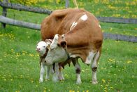 Der Bauer und das liebe Vieh – Eine Kuh mit ihrem Kalb.