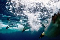 Unsere Ozeane – Die Vorfahren der Pinguine haben einst an Land gelebt und ihren Lebensmittelpunkt ins Meer zurückverlegt.