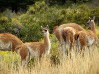 Animal Fight Club – die Guanako