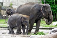 Zoo-Babies – Mi, 12.11., 11:55 Uhr