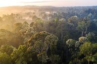 Die letzten Paradiese – Borneos Regenwald ist ein üppiges Paradies, geprägt von unvorstellbarem Artenreichtum.