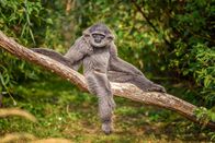 Asiens tierische Freaks – Der Silbergibbon lebt in den Regenwäldern der indonesischen Insel Java und gehört zu den am stärksten bedrohten Arten. (Getty Images/iStockphoto/miroslav_1)