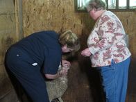 Der unglaubliche Dr. Pol – MIDLAND, MICH - Ein in die Enge getriebenes Schaf unterzieht sich der Untersuchung durch Dr. Brenda. Da das Tier an einen Käufer außerhalb des Staates verkauft wurde, ist eine tierärztliche Bescheinigung über den guten Gesundheitszustand erforderlich, um sicherzustellen, dass keine ansteckenden Krankheiten über die Staatsgrenzen hinweg verbreitet werden. (Bildnachweis: National Geographic Channels/Elise Leichtnam)