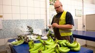 Unsere Geschichte – Bananenkontrolle bei der Einfuhr: Die EU legt Mindestgrößen fest. Kürzer als 14 cm darf eine Banane nicht sein. Weitere Fotos erhalten Sie auf Anfrage.