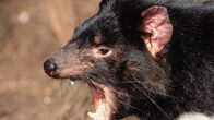 Tierisch abgefahren – Scharfe Zähne und Klauen gehören zur Standardausrüstung, aber einigen Tierarten stehen weit gefährlichere Mittel zur Verfügung um zu jagen oder sich zu verteidigen.
