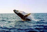 Mythos Wal – "Breaching" wird das eindrucksvolle Herausspringen der Buckelwale genannt. Das Verhalten tritt vor allem während der Paarungszeit auf.