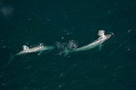 Im Reich des Blauwals – Fr, 23.05., 15:35 Uhr