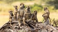 Helden der Evolution – Paviane.