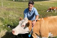 Einstein – Moderator Tobias Müller mit einer Kuh auf der Alp Copyright: SRF