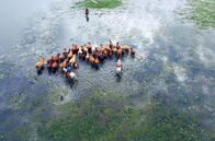 Reich an Wasser – Brasilianische Cowboys – sogenannte Pantaneiros – leben im Rhythmus der Überschwemmungen, die für sie überlebensnotwendig sind.