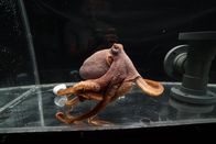 Mensch vs. Krake – MONTEREY, C.A. - Red Day Octopus in einem Tank, mit Testobjekt im Hintergrund.