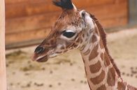 Giraffe, Erdmännchen & Co. – Das zwei Wochen alte Giraffenmädchen Kimara.