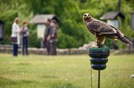 Die Heiland - Wir sind Anwalt – Romy Heilands aktueller Fall führt sie in eine Falknerei bei Berlin, dort soll ein Greifvogel einen Hund attackiert haben.