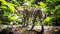 Raubkatzen – Meister der Tarnung: Dank ihrer gefleckten Fellzeichnung sind Ozelote im Wald kaum zu entdecken.