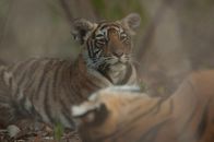 Die Rache des Tigers – Sundari with a tiger cub in Lahpur Valley, Ranthambore National Park. (Photo credit: Â