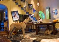 Marmaduke – Ein neues Leben in Kalifornien wartet auf Marmaduke (l.) und Carlos (r.) ...
