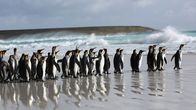 Kielings wilde Welt – Felsenpinguine