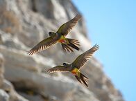 Wildes Patagonien – Jedes Jahr spielt sich an den Küsten Patagoniens eines der größten Spektakel der Erde ab. Über 70.000 Felsensittiche kommen hier an die Sandsteinklippen von El Condor zurück, um ihre Küken großzuziehen.