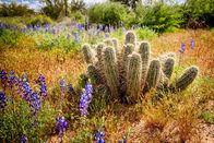 Terra X: Unser grüner Planet – Nach einem der seltenen Regenschauer sprießen in der Wüste im Norden Mexikos Blüten, die einen Echinopsis-Kaktus umgeben.