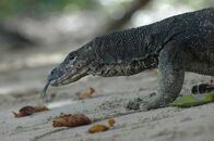 Wilde Inseln – Mit über zwei Metern Länge und 15 Kilo Gewicht sind Bindenwarane eindrucksvolle Echsen.