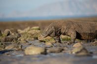 Ein Tag im Leben eines Komodowarans – Ein erwachsener Komodowaran läuft auf Felsen in der Nähe des Wassers. (Earth Touch)