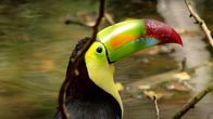 Wildes Mexiko – Tukan im Regenwald