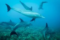 Einstein – Eine Gruppe von Delfinen im Roten Meer