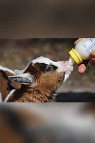 Zoo-Babies – Fr, 24.10., 11:55 Uhr