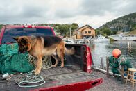 Hudson & Rex – Rex (Diesel vom Burgimwald)