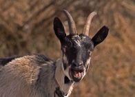 Netz Natur – NETZ NATUR Die Geschichte des Meckerns Missverstanden: Das Meckern der Ziege wird fälschlicherweise als Zeichen von Unzufriedenheit angesehen, oft ist es für die Geissen ein Ruf um sozialen Kontakt herzustellen.