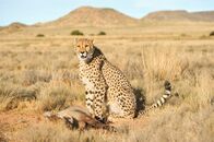 Animal Fight Club – Gepard.