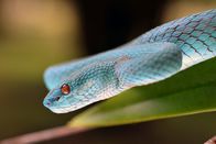 GEO Reportage – Auf Komodo gibt es viele verschiedene Tierarten, so wie die nur hier vorkommende blaue Variante der ursprünglich grünen Weißlippenbambusotter.
